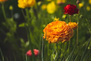 Ранункулюс: посадка и уход в открытом грунте