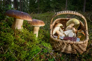 «Массово идёт польский гриб»: миколог рассказал, какие грибы можно собрать в октябре 2025 «Массово идёт польский гриб»: миколог рассказал, какие грибы можно собрать в октябре 2025