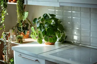 8 миниатюрных комнатных растений, которые идеально подходят для небольших квартир — фото 8 миниатюрных комнатных растений, которые идеально подходят для небольших квартир — фото