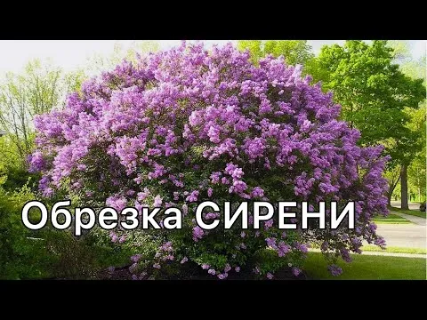 Нажми и смотри