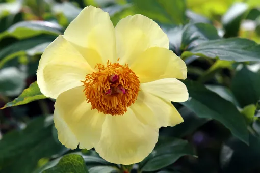 что означают цвета пионов