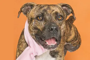 Хозяин целый год искал пропавшую собаку — а под Новый год увидел ее в интернете