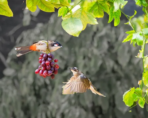 Эффективные методы защиты винограда от птиц