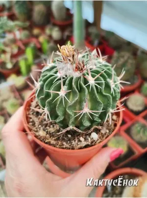 Дитёныш Кактуса