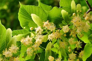 Липа во флаконе: 8 ароматов, в которых липовый цвет как настоящий Липа во флаконе: 8 ароматов, в которых липовый цвет как настоящий