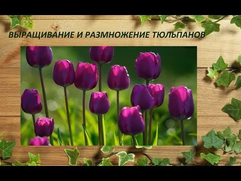 Нажми и смотри