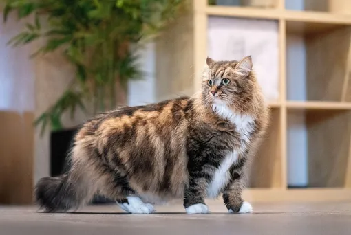 сибирская кошка фото сибирская кошка фото