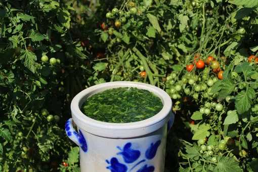 Как сделать и применять настой из листьев томатов Как сделать и применять настой из листьев томатов