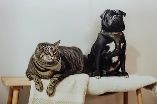 Кто живёт дольше — кошки или собаки?