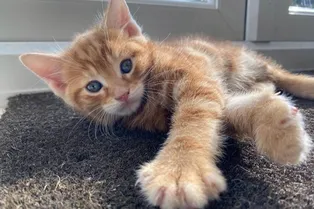 Врач предложил усыпить котенка без гениталий. Но хозяйка решила за него бороться