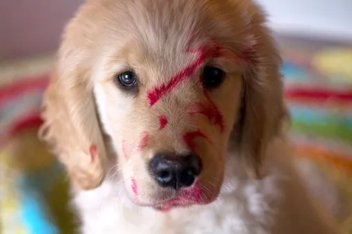 Зато им весело! Вот что бывает, если забыть косметику в комнате с щенками Зато им весело! Вот что бывает, если забыть косметику в комнате с щенками