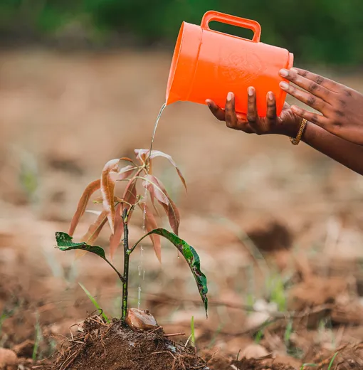 Руки поливают из кувшина засохшее растение Руки поливают из кувшина засохшее растение