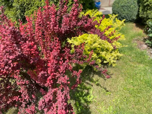 Барбарис Барбарис