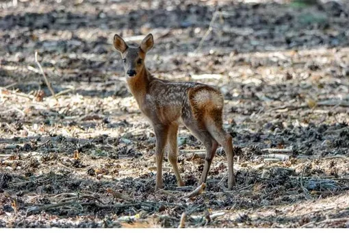 Американские пожарные спасли оленей из огненной ловушки Американские пожарные спасли оленей из огненной ловушки