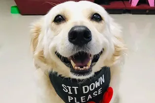 Оскар за шоу! Пес устроил целую драму, когда его хозяин собрался на работу