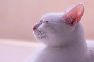 Какие звуки ненавидят кошки: вам привычно, а для них — стресс