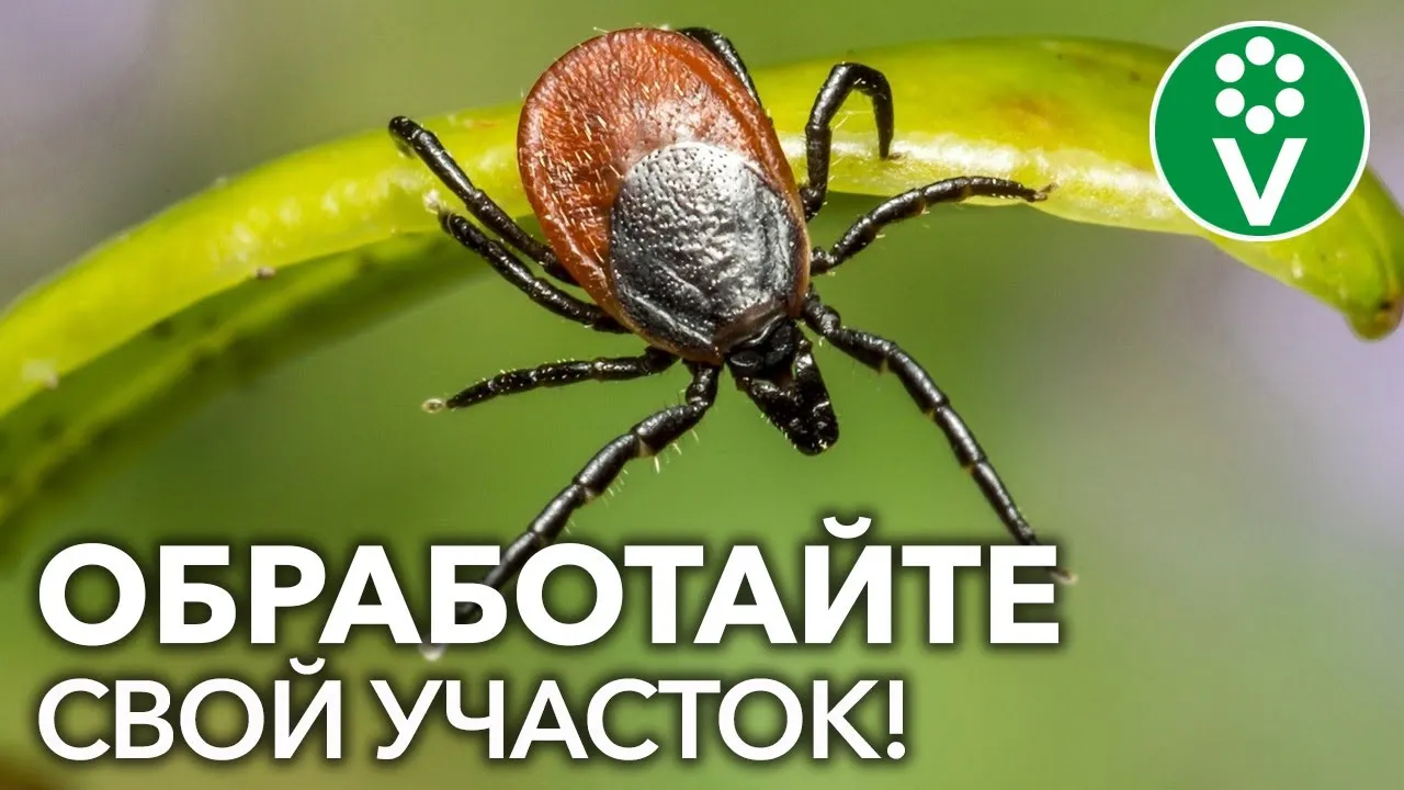 Нажми и смотри