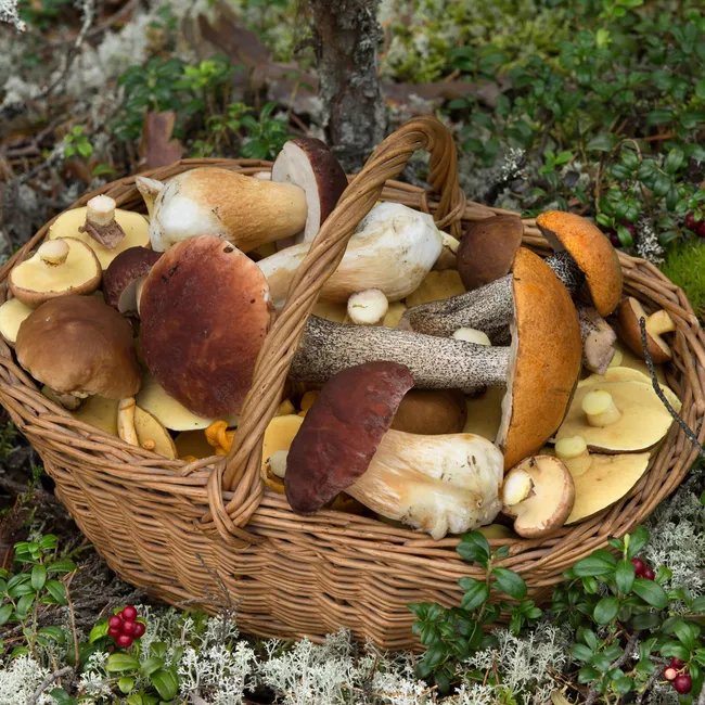 Грибы: съедобные, условно-съедобные и несъедобные. Шпаргалка для новичков