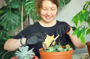 Зачем суккулентам нужна «сеточка» — этот простой лайфхак покорил цветоводов