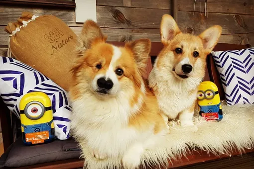 Корги без глаза и с двумя носами хотели усыпить. Его спас звонок незнакомца Корги без глаза и с двумя носами хотели усыпить. Его спас звонок незнакомца