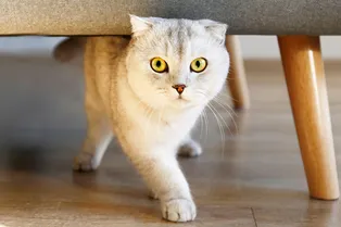 Мужчина написал записку соседу о шумной кошке, но это было самое доброе, что мы прочли сегодня