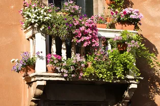 Цветок должен расти в горшке!