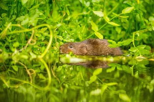 Водяная крыса: как защитить от неё урожай
