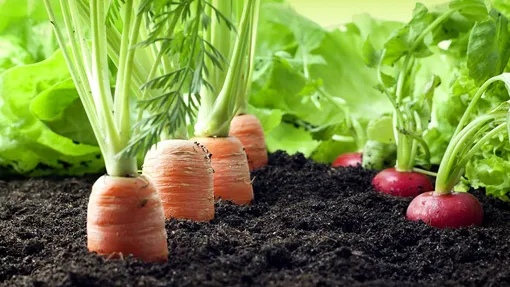 Маячные культуры для посевов моркови Маячные культуры для посевов моркови