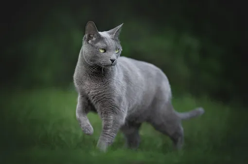 русская голубая кошка русская голубая кошка