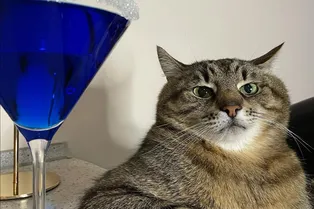 Хозяйка знаменитого кота Степана из Харькова рассказала, где они были две недели