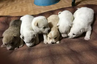 Умирающая собака три недели пролежала в снегу с щенятами — пока не пришли люди