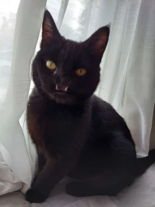 черная кошка с волчьей пастью