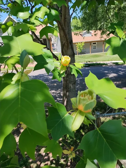 Тюльпановое дерево