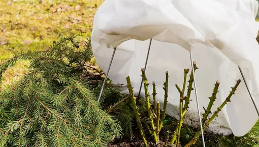 Укройте розы и многолетники