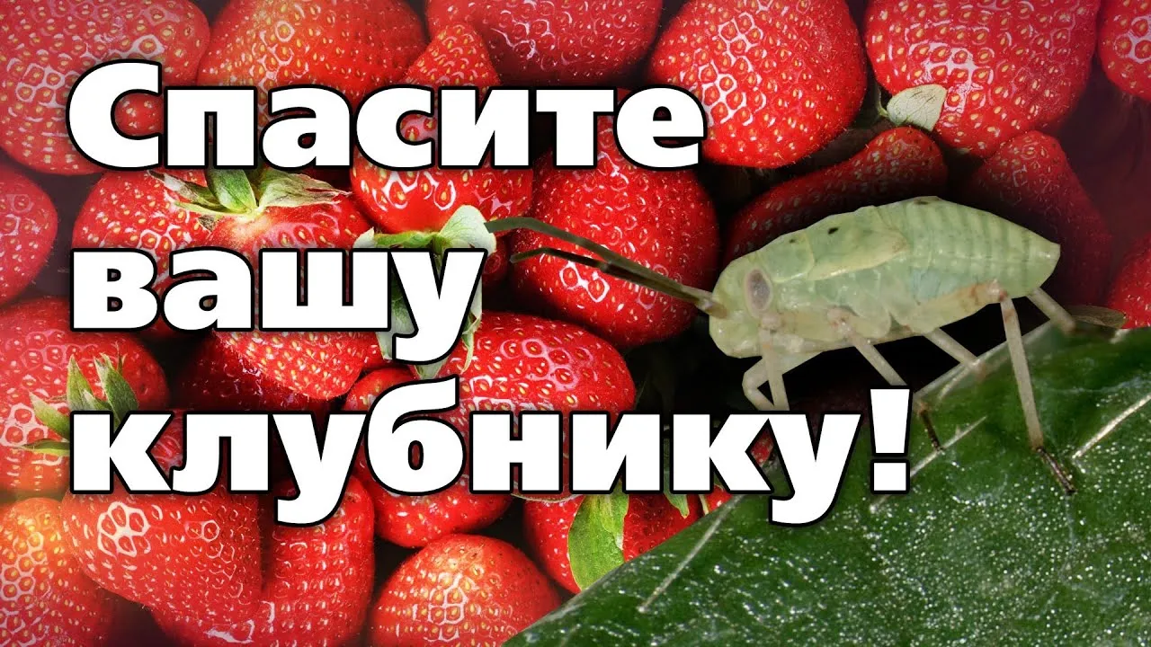 Нажми и смотри