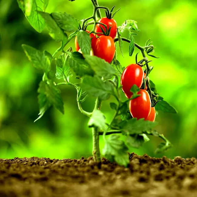 Выращивание низкорослых томатов в 2026 году: даже начинающий дачник сможет похвастаться огромным урожаем