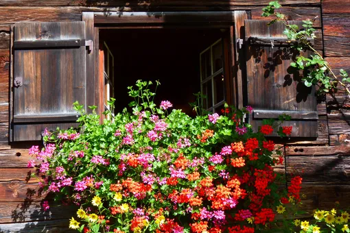 Как обеспечить пышное цветение герани во второй половине лета? Приготовьте удобрение из трёх ингредиентов Как обеспечить пышное цветение герани во второй половине лета? Приготовьте удобрение из трёх ингредиентов