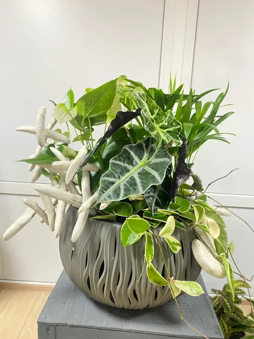 растение в горшке