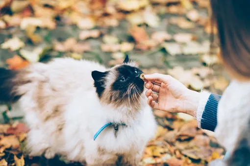 Уникальная добавка в корм сохранит молодость кошек Уникальная добавка в корм сохранит молодость кошек