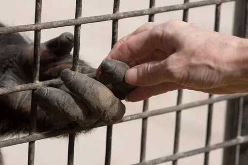 обезьяна и человек обезьяна и человек