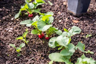 Как можно оформить на себя заброшенный соседский участок