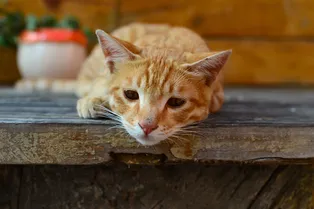 Ветеринары предупреждают: солевые лампы смертельно опасны для домашних животных