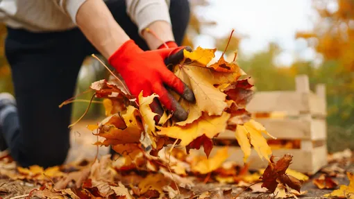 санитарную очистку сада