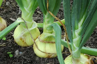 Посадите это после лука сейчас: к осени получите второй урожай