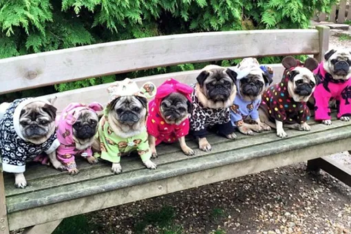 Повезло этим мопсам! Хозяйка тратит на их прихоти целое состояние