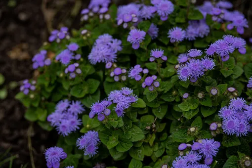 агератум агератум