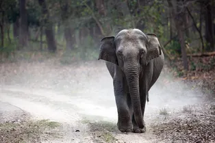 После 40 лет мучений вздохнула свободно: трогательная реакция слонихи, освобождённой из цирка