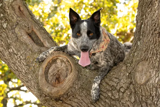 Воспитание важнее генов: 15 милых фото собак, которых вырастили кошки Воспитание важнее генов: 15 милых фото собак, которых вырастили кошки