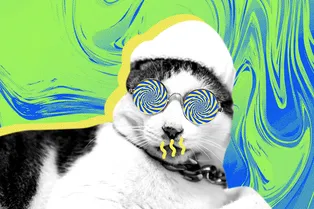 От чего балдеют кошки? 7 неочевидных запахов, которые сводят животных с ума