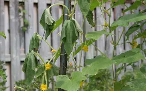Фузариозное увядание огурцов